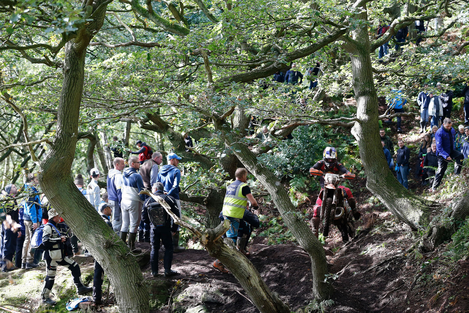 hawkstone_park_wess_2019_woods_walker_560